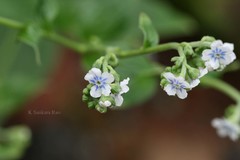 Adelocaryum coelestinum